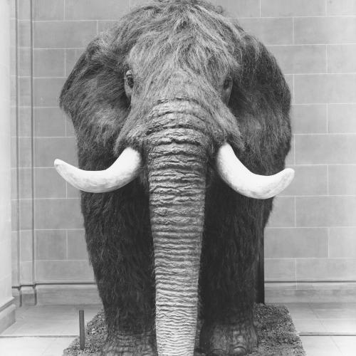 photo of a mastodon