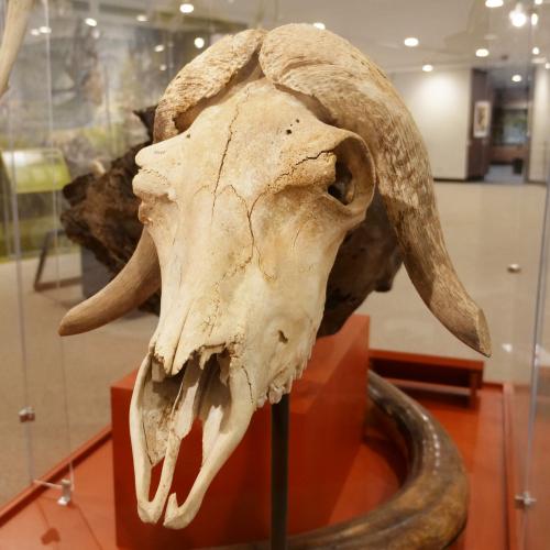 Musk Oxen Skull (NYSM ZM 3542)