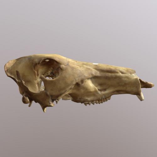 3D Scanned Image of Peccary Skull