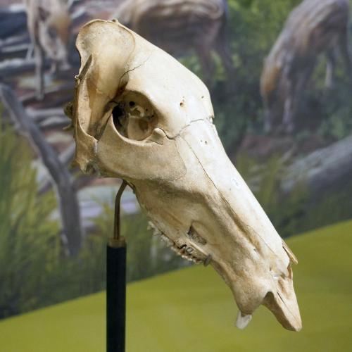 Flat-headed Peccary Skull