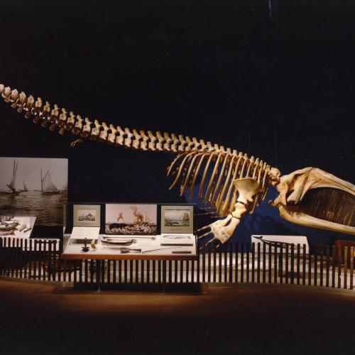 gallery view of the Port featuring a whale skeleton 