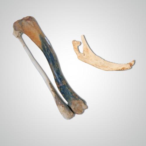 Tibia (left) Jaw (right), about 12,500 years ago (NYSM VP 14334)