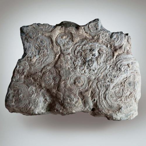 Stromatolite