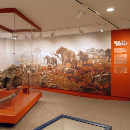 NYSM Ice Ages Tundra Gallery View