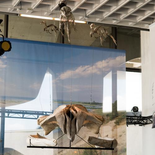 Humpback Whale Skull, Dolphin and Seals Skeletons