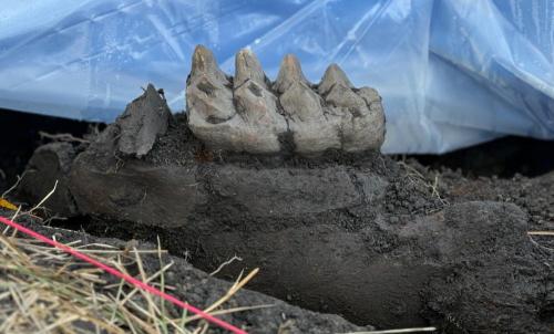 mastodontooth-jaw-tooth