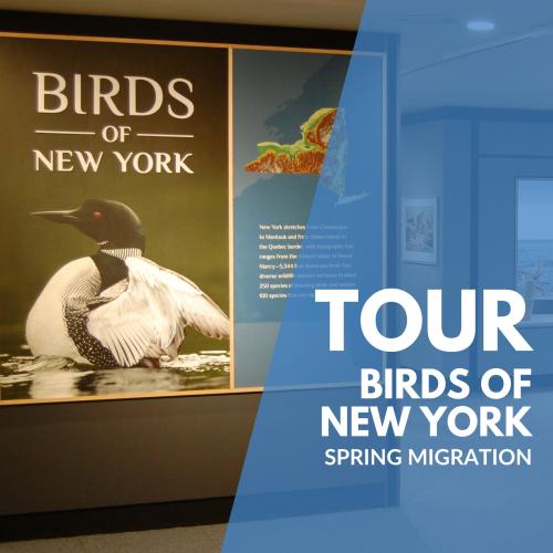 Title text over photo of Birds of New York Gallery 