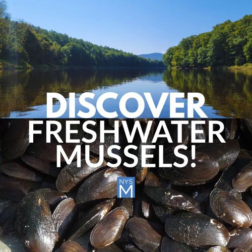 title text + photo of a calm river under a blue sky over a photo of a collection of mussels