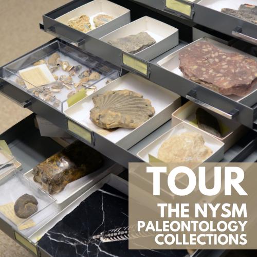 Title text over photo of a collection drawer full of a variety of fossils