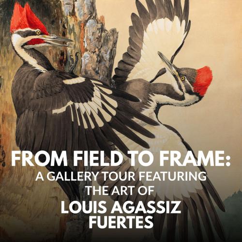 title text over painting of two wood peckers 