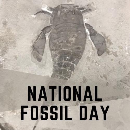 National Fossil Day text over an image of an Eurypterid fossil
