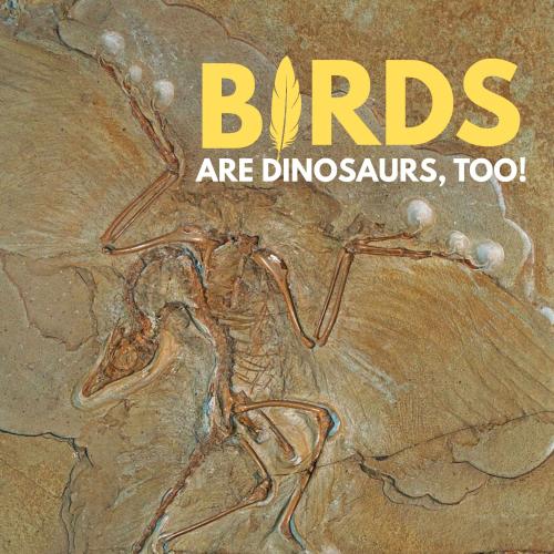 Birds (with a feather replacing the letter "i") are Dinosaurs, too! title text over a photograph of a fossil Archaeopteryx
