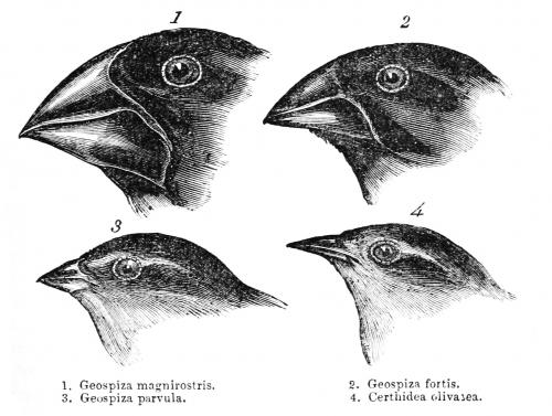 close up drawing of birds