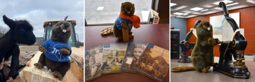 Three photographs of archie the beaver (left) on the farm with a black goat (center) overlooking four Archives Jr! magazines (right) operating an official seal punch