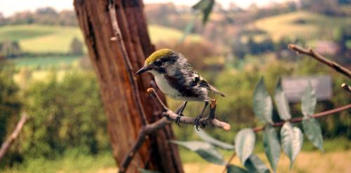 Chestnut-sided Warbler (Setophaga pensylvanica) Fields and Shrublands Bird