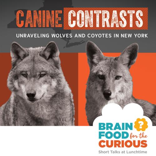 Brainfood for the Curious - Canine Contrasts