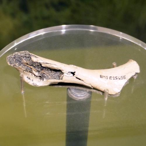 Coracoid (On loan from the Buffalo Museum of Science, E25655)