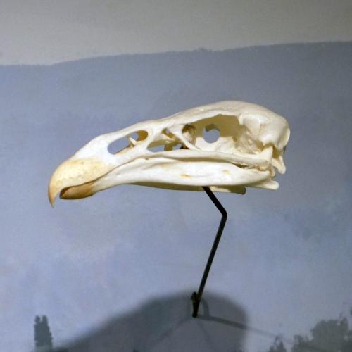 Skull (On loan from the Buffalo Museum of Science, E25655)