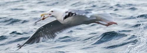 4. Gull Fishing