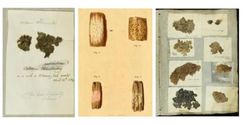 Selection of Halsey Lichen Specimens