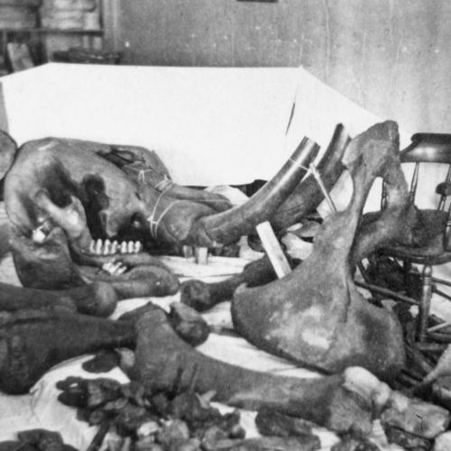historic photo of mastodon bones