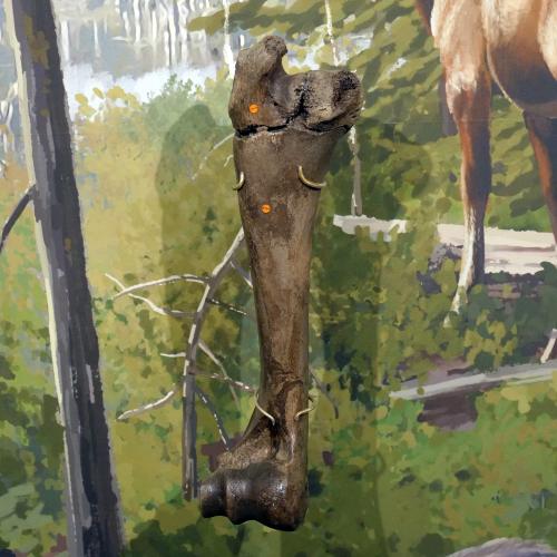 Stag Moose Left Humerous (NYSM VP 98)