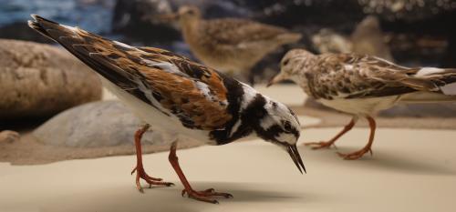 Ruddy Turnstone (Arenaria interpres) Ruddy Turnstone (Arenaria interpres)