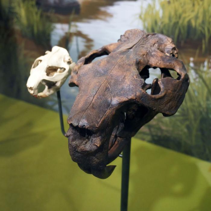 Giant Beaver Skull (right, NYSM VP 47) and Modern Beaver Skull (left, NYSM VP ZM 3881)