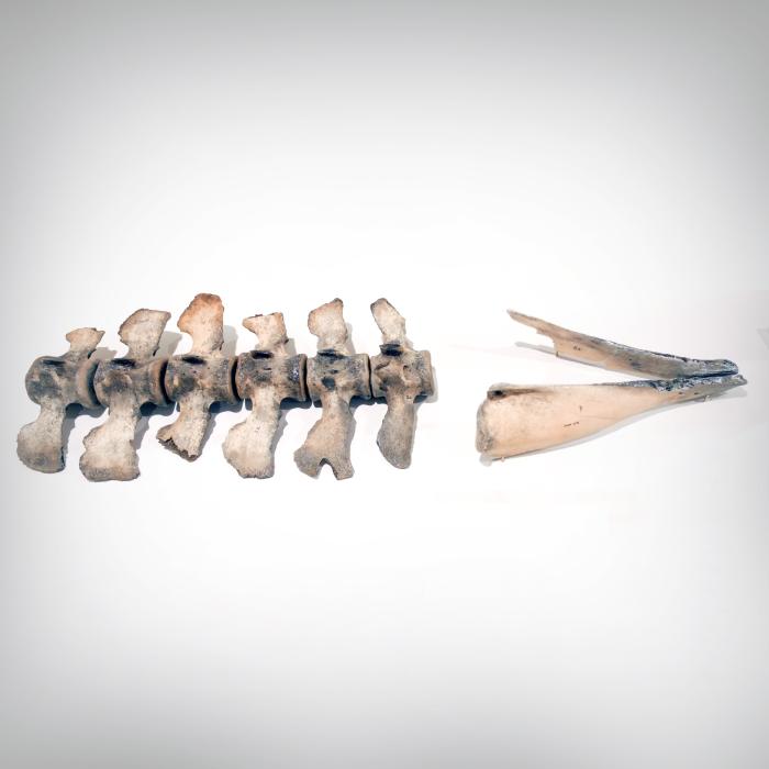 12,300 years old (NYSM VP 5095)