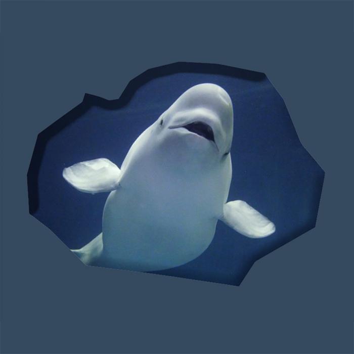 Beluga Whale