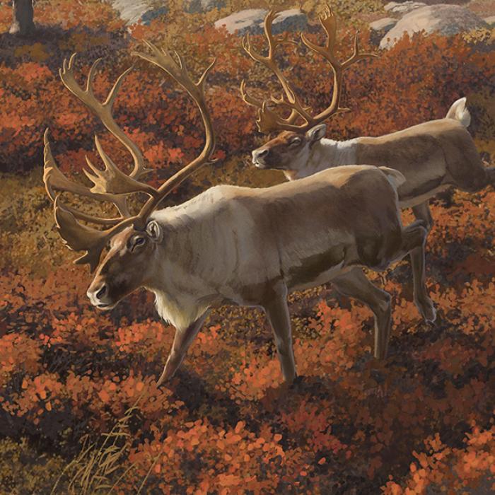 Caribou