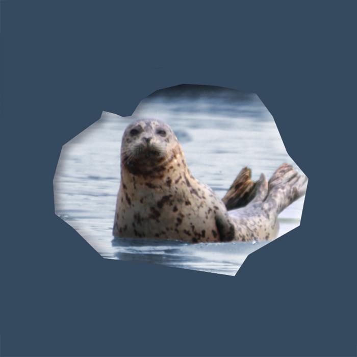 Harbor Seal