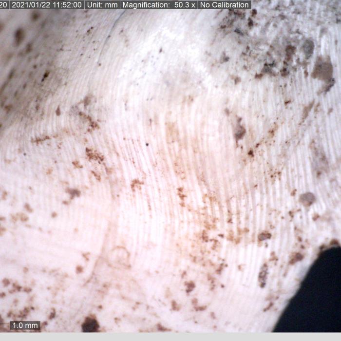 Magnified shell crucible base showing layers
