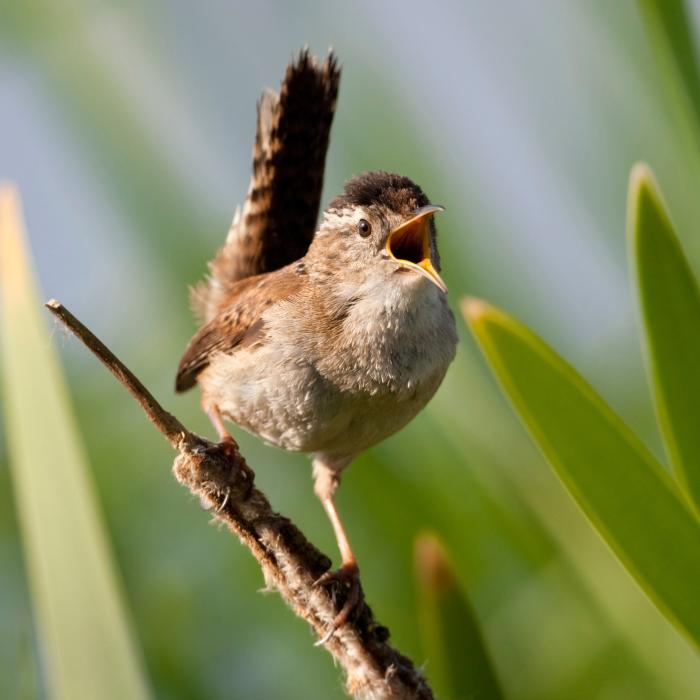 Marsh Wren (Cistothorus palustris)