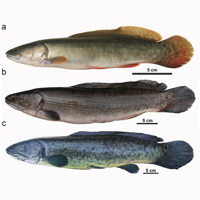 Bowfin species: A&B - Amia calva from South Carolina, C - A. ocellicauda from Ontario.