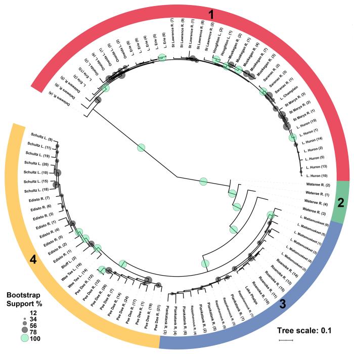 A circular evolutionary tree showing the relationships between the Bowfin specimens analyzed