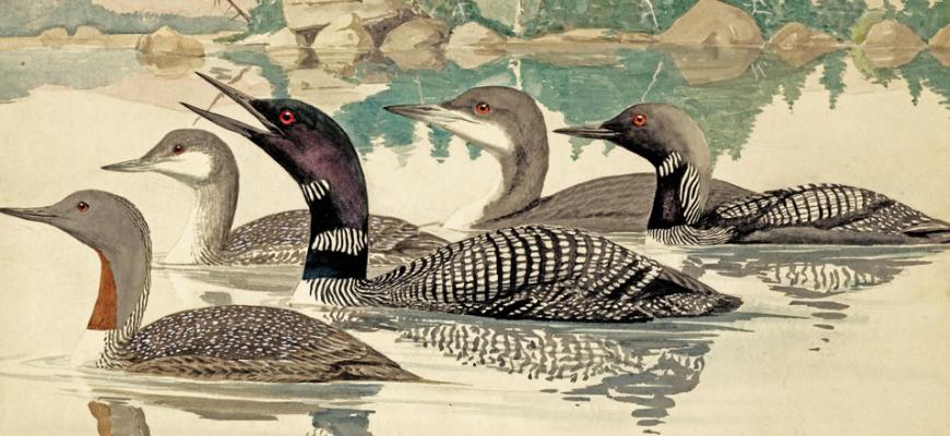 Fuertes - Red Throated Common Loon