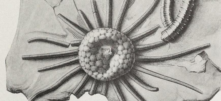 Crinoids of New York