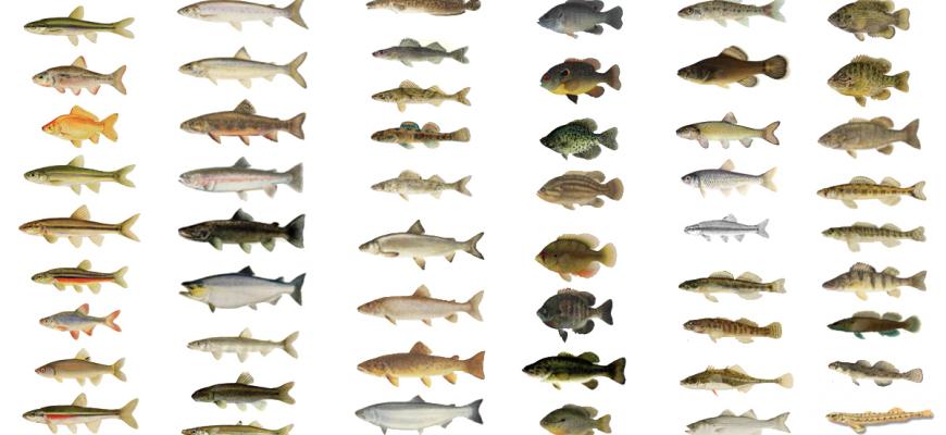 Freshwater Fish