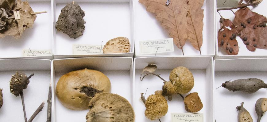 objects in museum collections