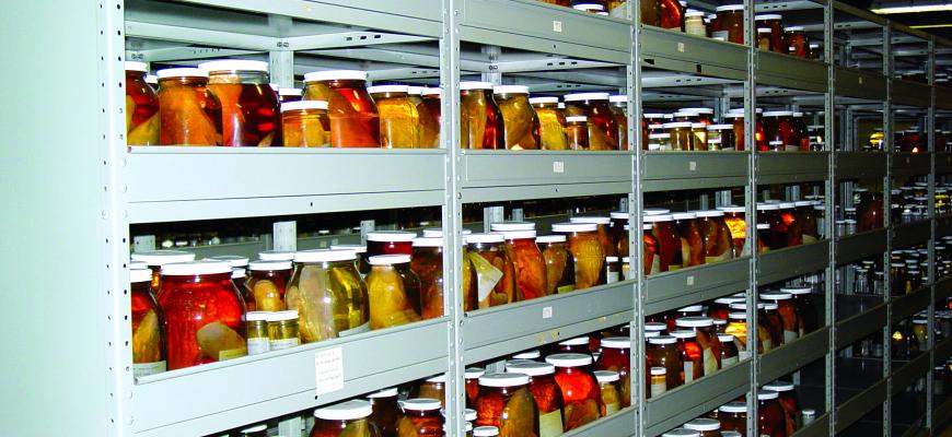 specimens in the collections