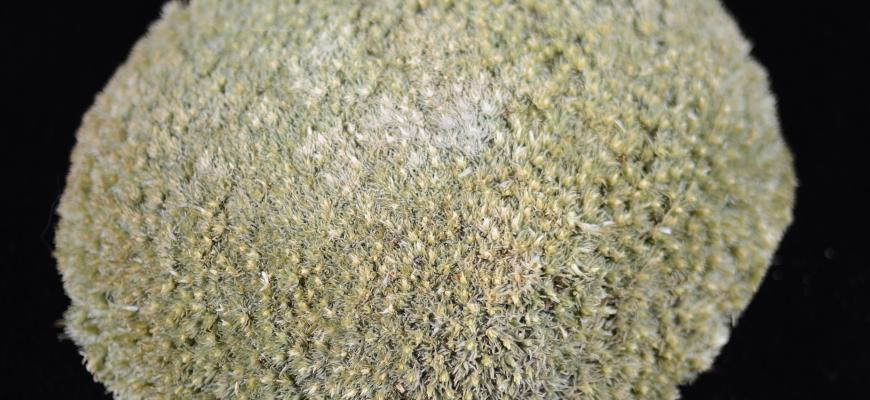 Pin-cushion Moss (Leucobryum glaucum)