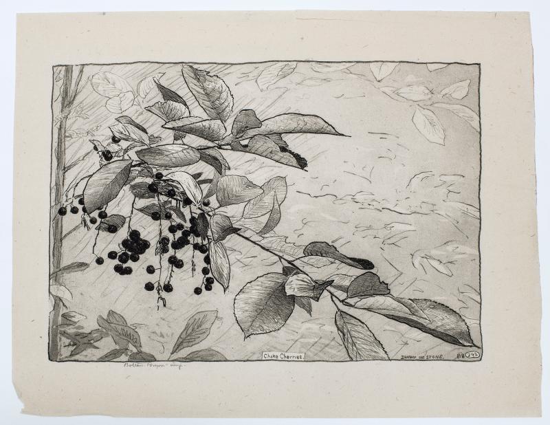 Choke Cherries by Bolton Brown, 1920