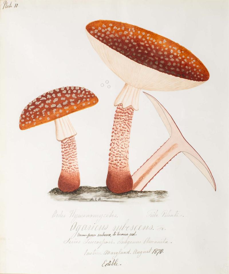 Water color illustration of 3 orange/sage-colored mushrooms in various stages of growth. Their bases are cream-colored with brown ridges throughout with a solid brown base and white sheath covering the stem top. The cap is orange/brown with beige spots.