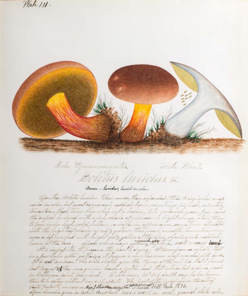 Water color illustrations of three mushrooms. 2 are deep orange/red with a stem that is yellow at the top, has red verticle stripes that turn brown at the base. The cap is wide and soft brown. Under the cap is darker brown with yellow at the edges. 