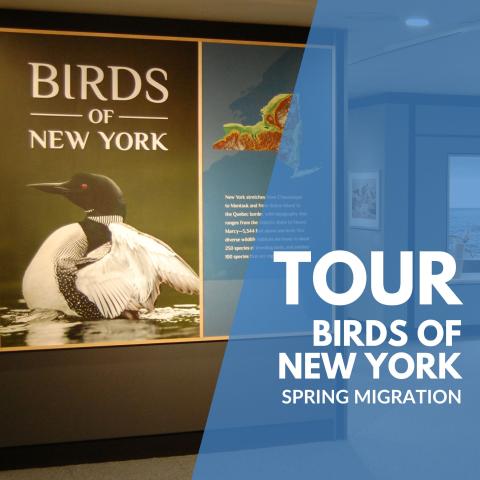 Title text over photo of Birds of New York Gallery