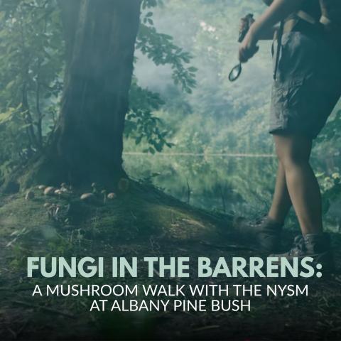 title text over photo of a person with a magnifying glass walking towards mushrooms growing at the base of a tree in a wooded area