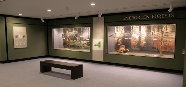 Bird Hall - Evergreen Gallery