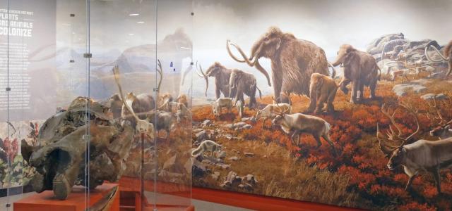 NYSM Ice Ages Tundra Gallery View