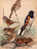 fuertes illustration